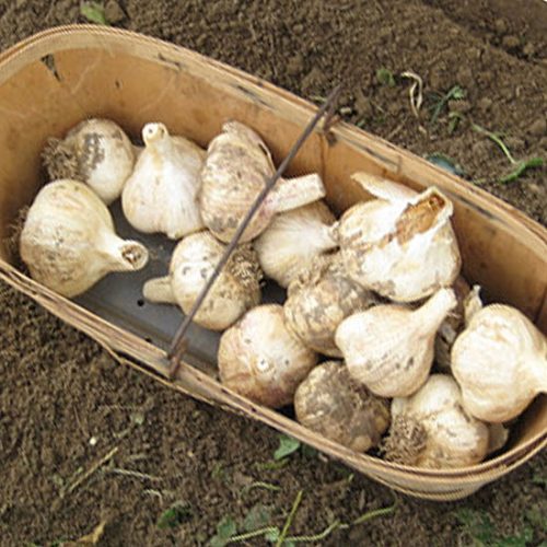 Fall Planting - Garlic Image